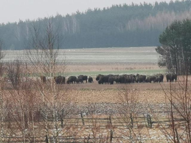 Wsrod Pol I Lasow Dubicze Cerkiewne エクステリア 写真